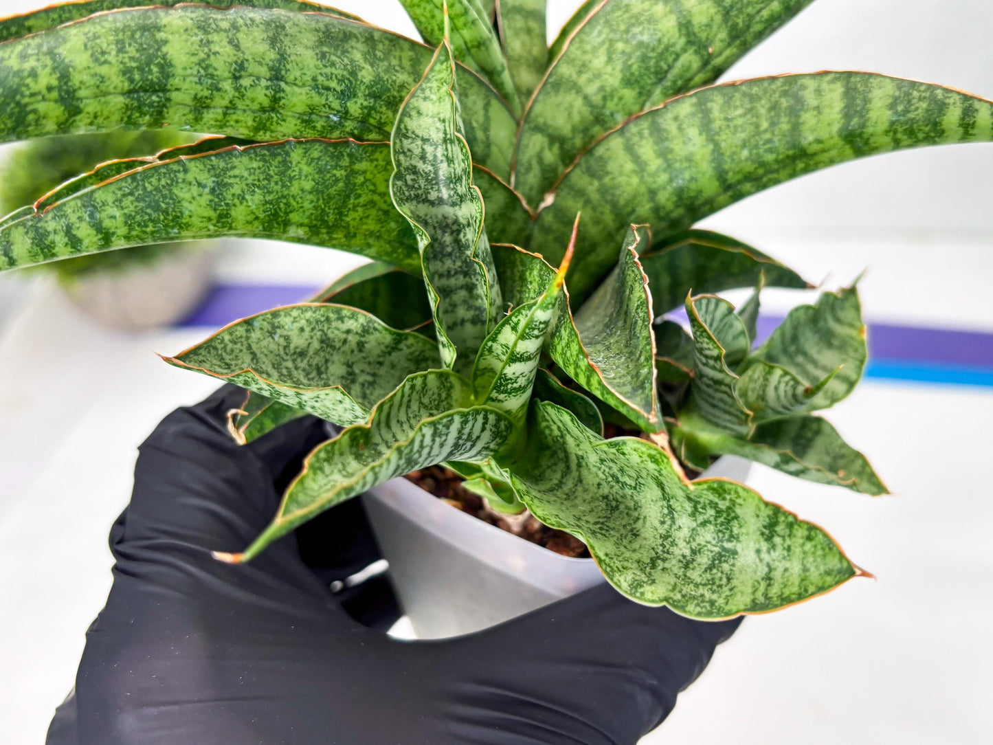 Sansevieria cordova x personii (ba3) (18) | Rare Hybrid Plant