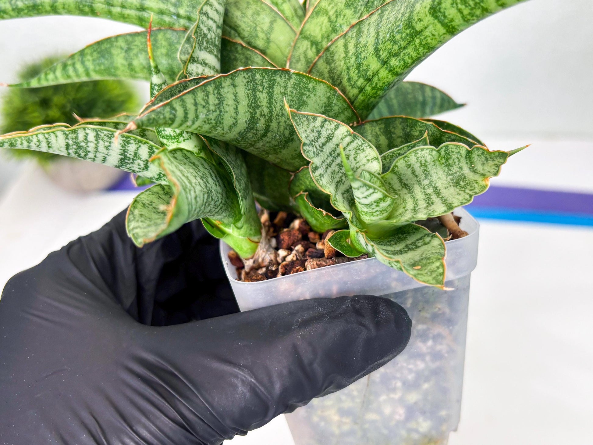 Sansevieria cordova x personii (ba3) (18) | Rare Hybrid Plant