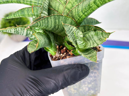 Sansevieria cordova x personii (ba3) (18) | Rare Hybrid Plant