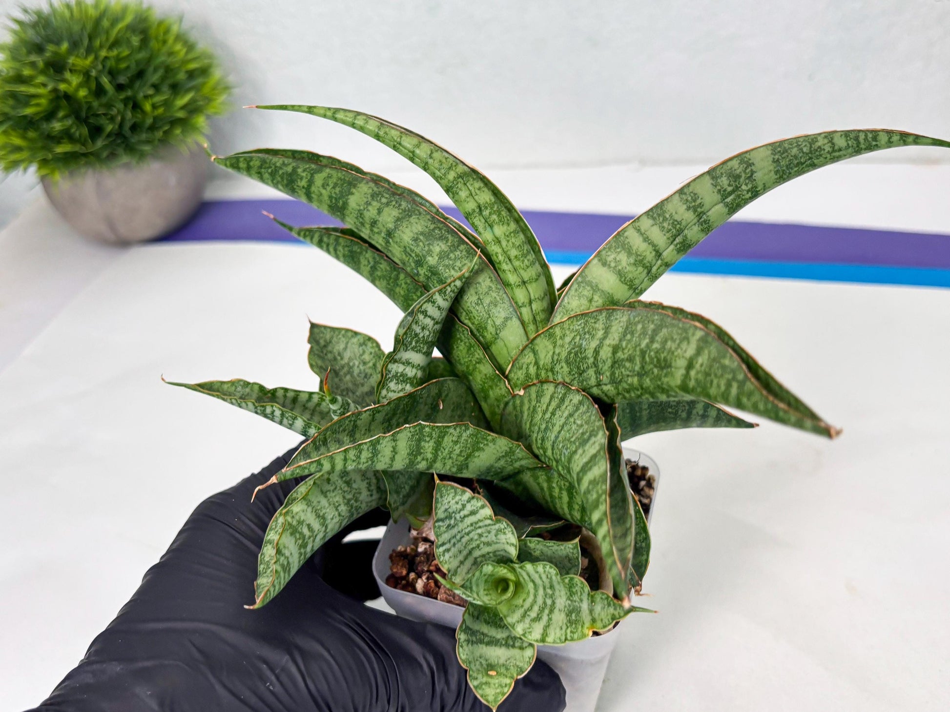 Sansevieria cordova x personii (ba3) (18) | Rare Hybrid Plant