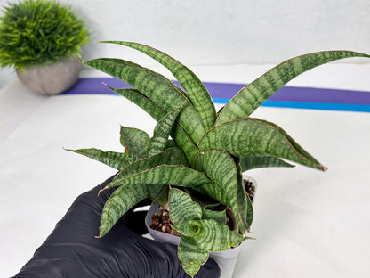 Sansevieria cordova x personii (ba3) (18) | Rare Hybrid Plant