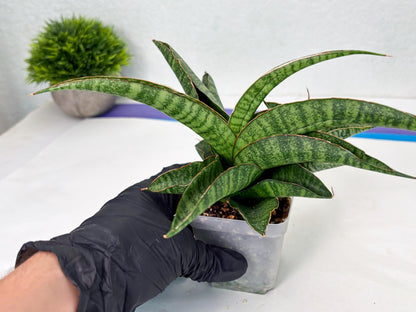Sansevieria cordova x personii (ba3) (18) | Rare Hybrid Plant