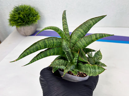 Sansevieria cordova x personii (ba3) (18) | Rare Hybrid Plant