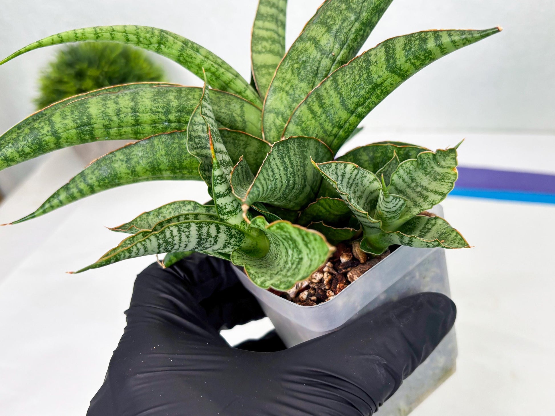 Sansevieria cordova x personii (ba3) (18) | Rare Hybrid Plant