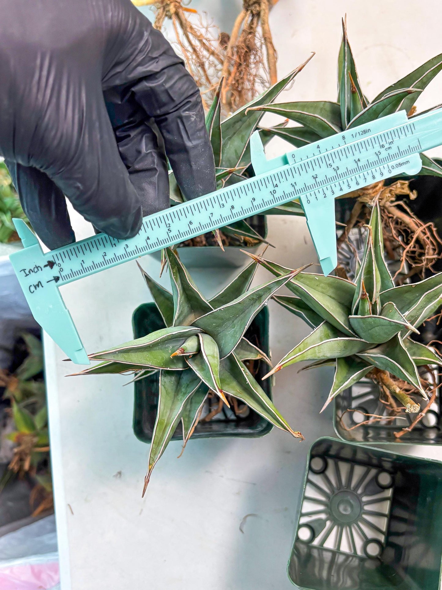 Sansevieria Pinguicula XL (2) | Walking Sansevieria