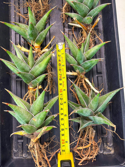 Sansevieria Pinguicula XL (2) | Walking Sansevieria
