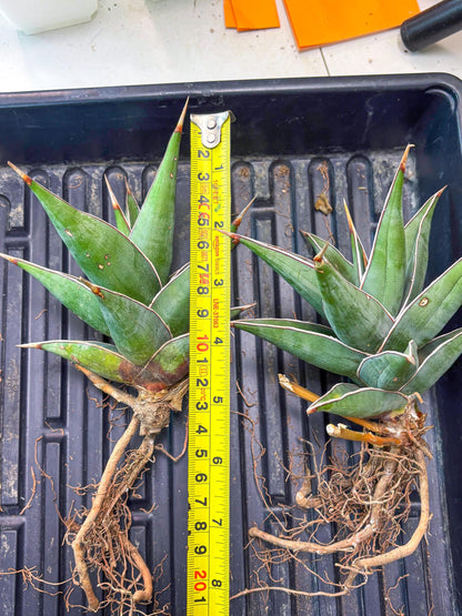 Sansevieria Pinguicula XL | Walking Sansevieria