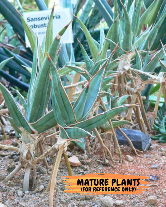 Sansevieria Pinguicula XL (2) | Walking Sansevieria
