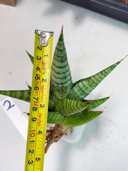 Sansevieria Personi x Liberica (Ha1) (2) | Imported hybrids