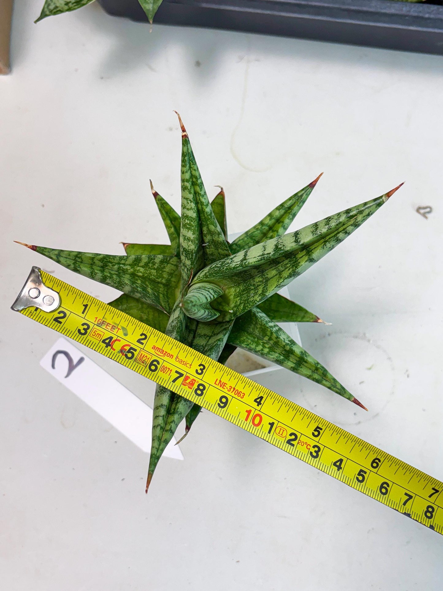 Sansevieria Personi x Liberica (Ha1) (2) | Imported hybrids