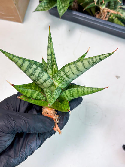 Sansevieria Personi x Liberica (Ha1) (2) | Imported hybrids