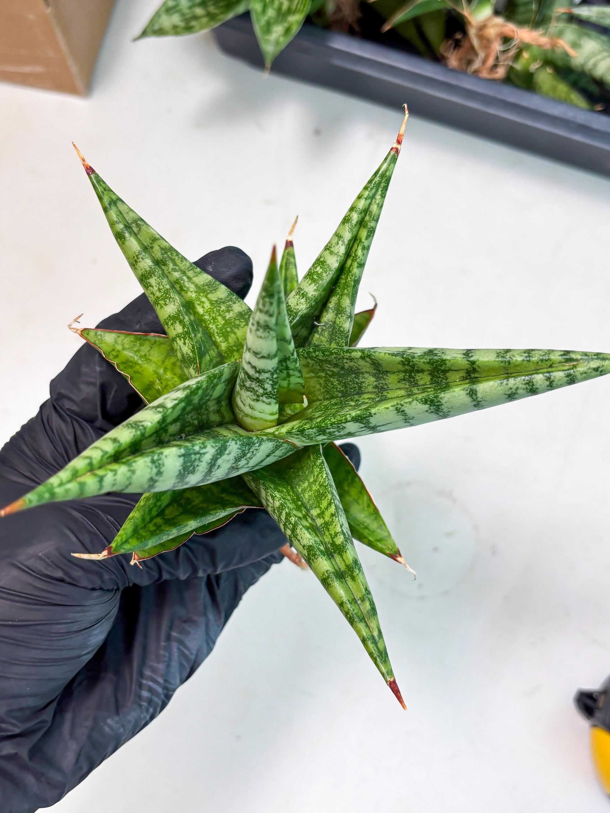 Sansevieria Personi x Liberica (Ha1) (2) | Imported hybrids