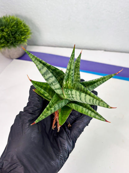 Sansevieria Personi x Liberica (Ha1) (2) | Imported hybrids