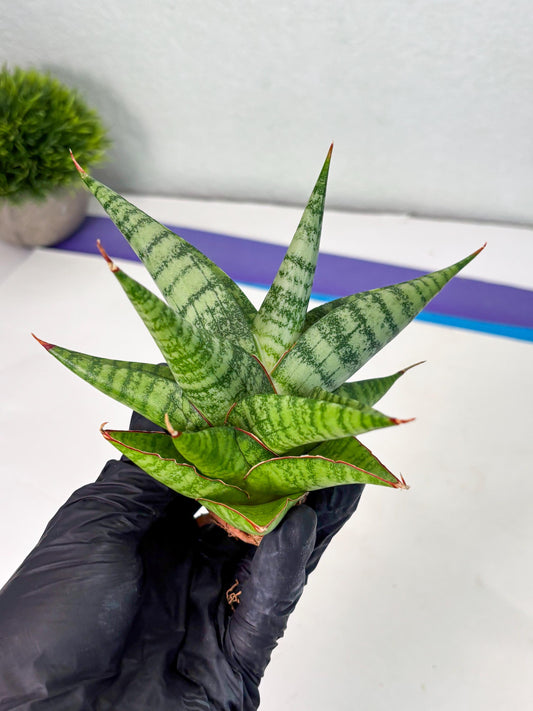 Sansevieria Personi x Liberica (Ha1) (2) | Imported hybrids