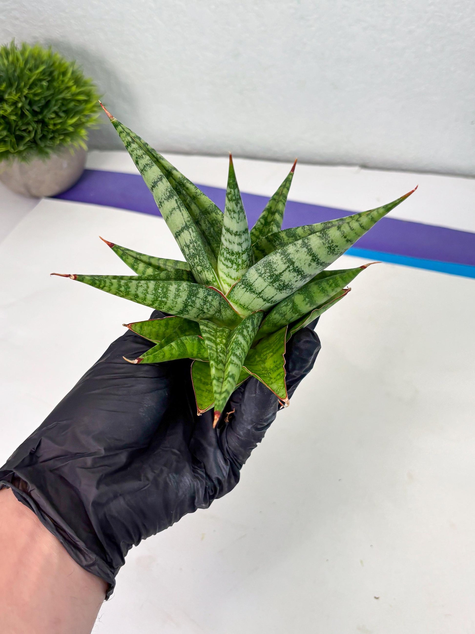 Sansevieria Personi x Liberica (Ha1) (2) | Imported hybrids