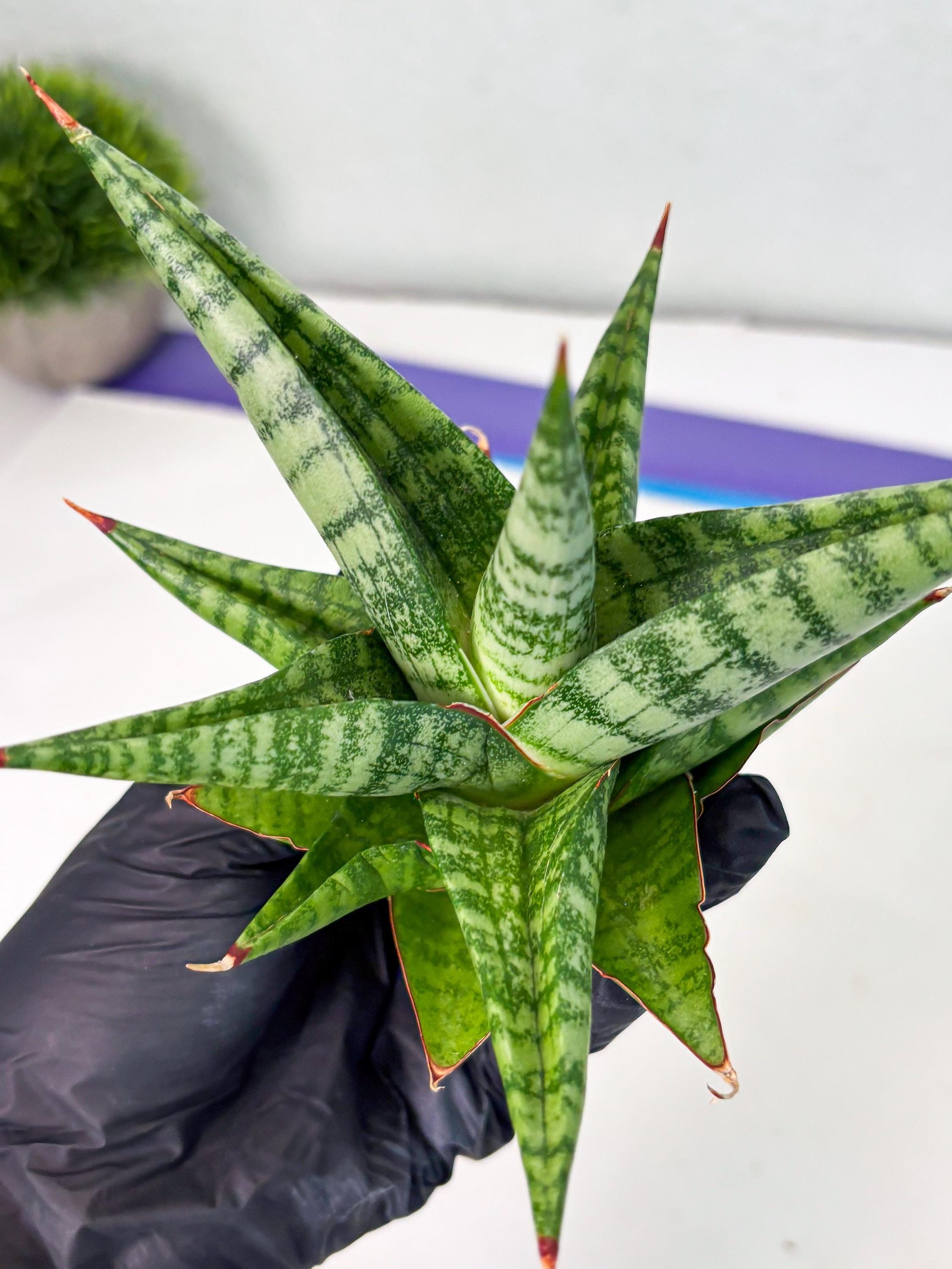 Sansevieria Personi x Liberica (Ha1) (2) | Imported hybrids