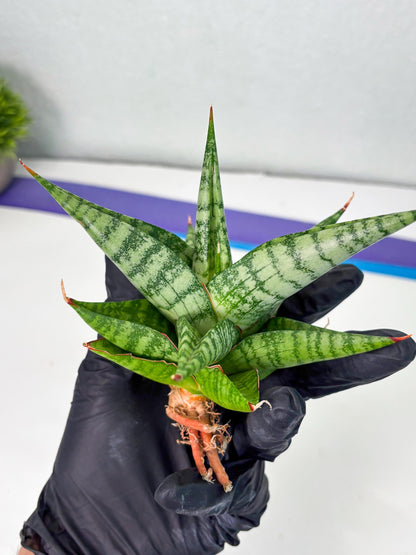 Sansevieria Personi x Liberica (Ha1) (2) | Imported hybrids