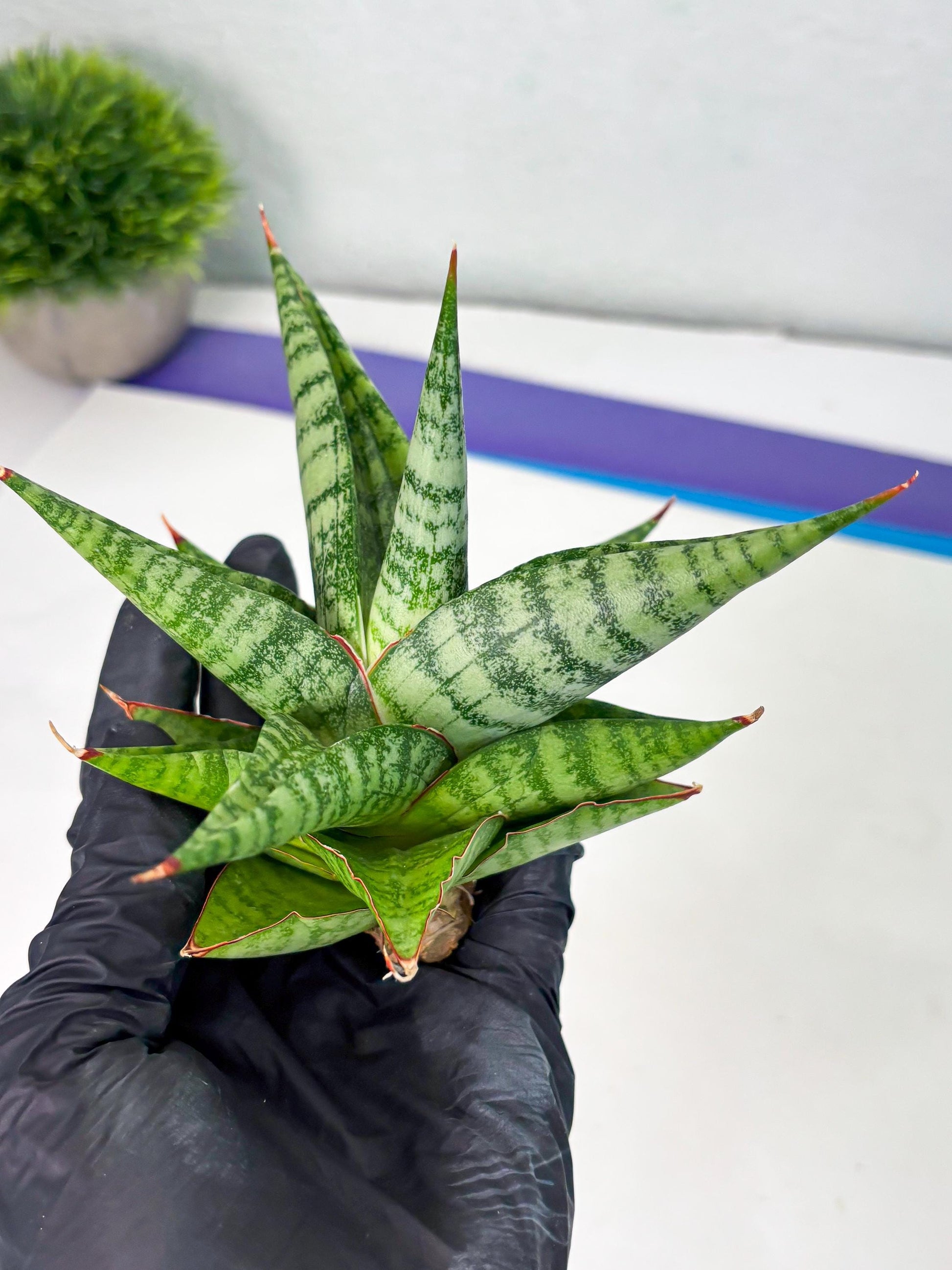 Sansevieria Personi x Liberica (Ha1) (2) | Imported hybrids