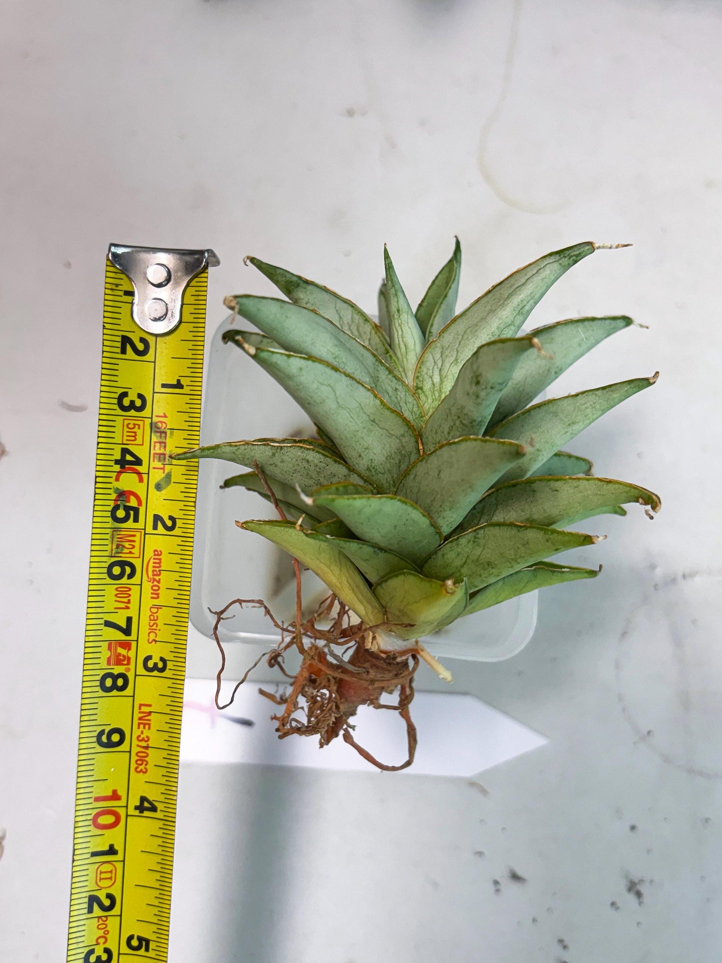 Sansevieria Silver Queen (Ha1) (7) | Imported hybrids