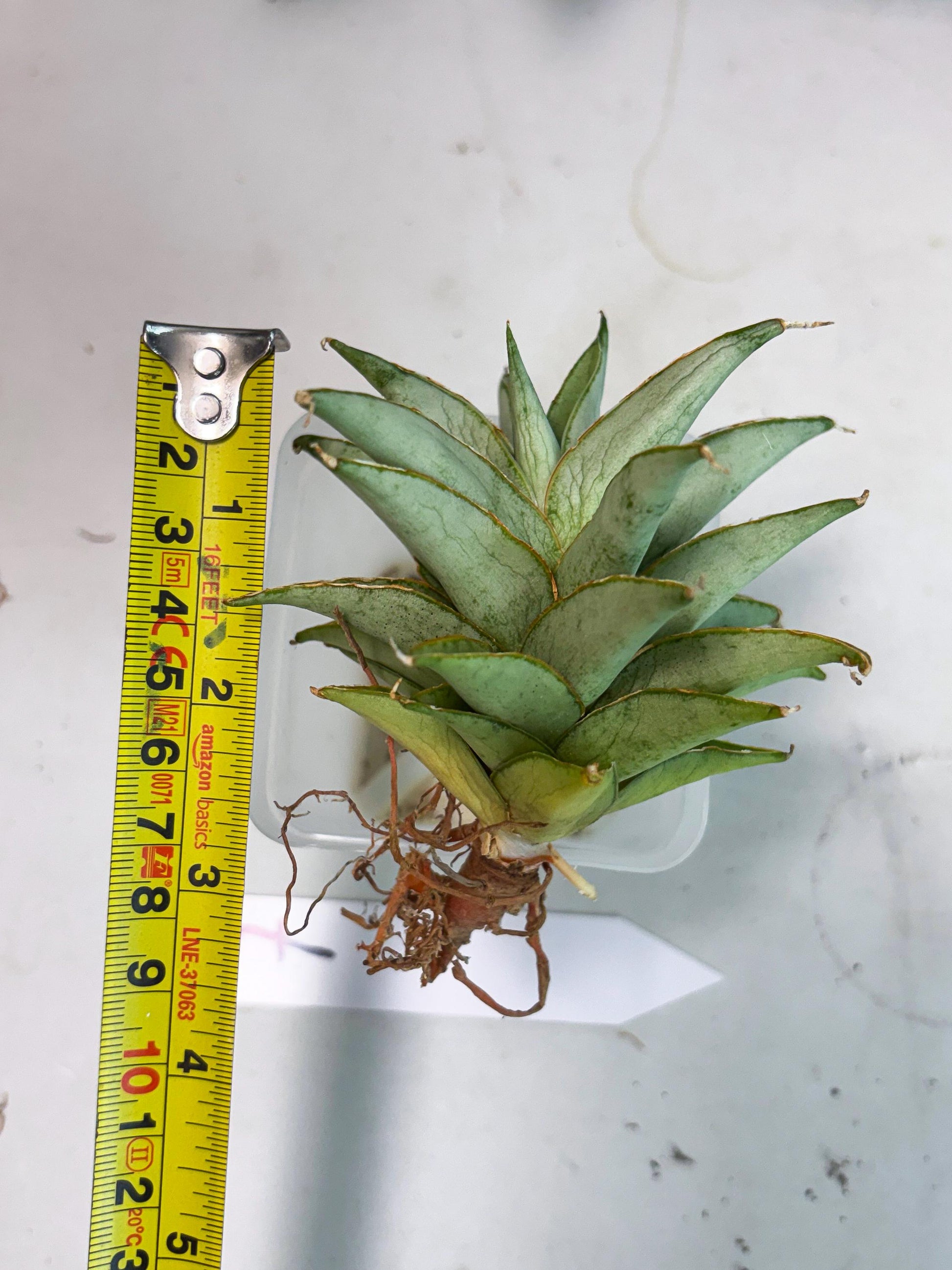 Sansevieria Silver Queen (Ha1) (7) | Imported hybrids