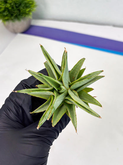 Sansevieria Silver Queen (Ha1) (7) | Imported hybrids