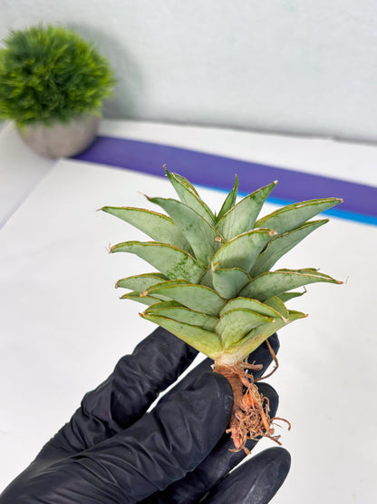 Sansevieria Silver Queen (Ha1) (7) | Imported hybrids