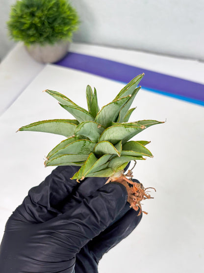 Sansevieria Silver Queen (Ha1) (7) | Imported hybrids