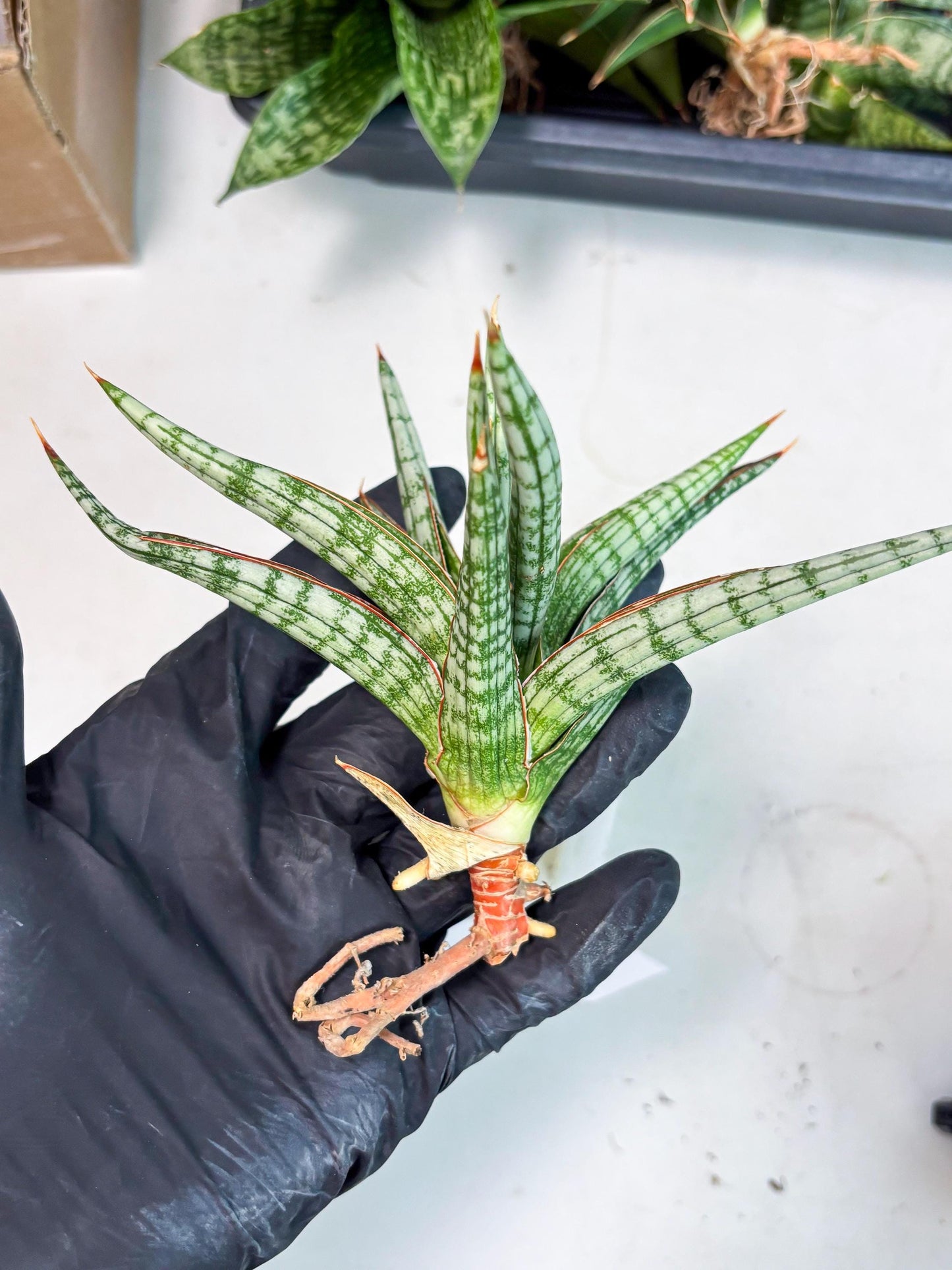 Sansevieria Mandalika (Ha1) (8) | Imported hybrids