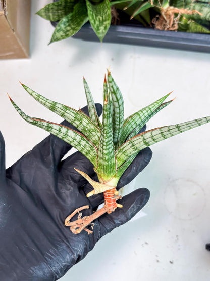 Sansevieria Mandalika (Ha1) (8) | Imported hybrids