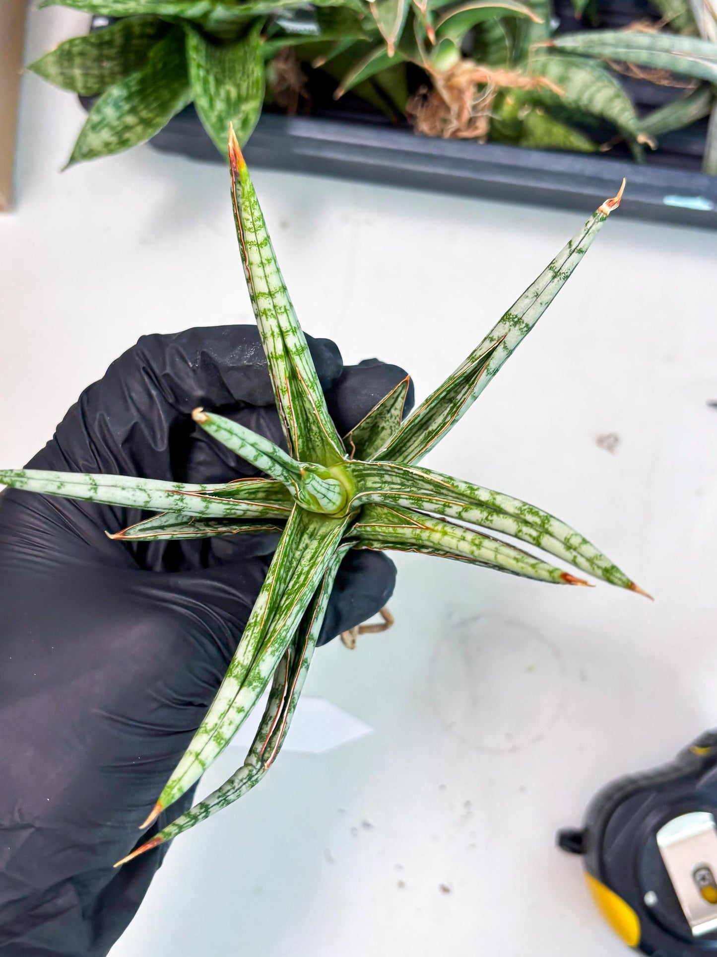 Sansevieria Mandalika (Ha1) (8) | Imported hybrids