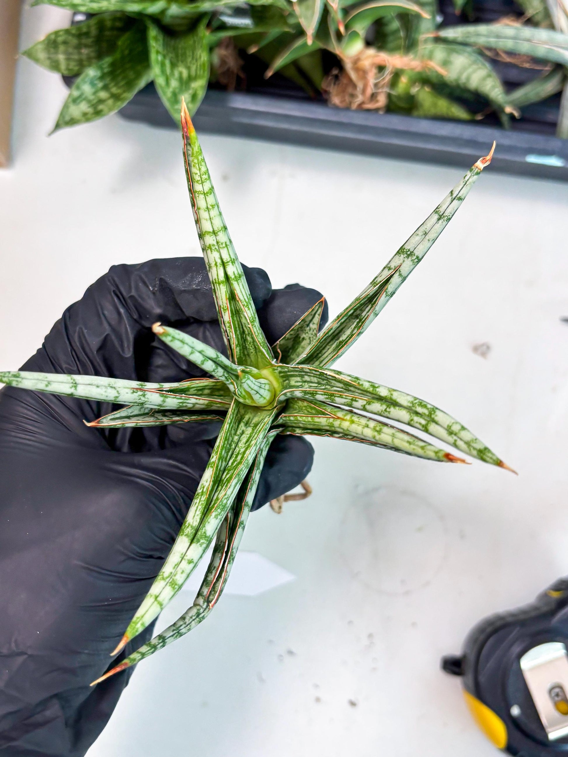 Sansevieria Mandalika (Ha1) (8) | Imported hybrids