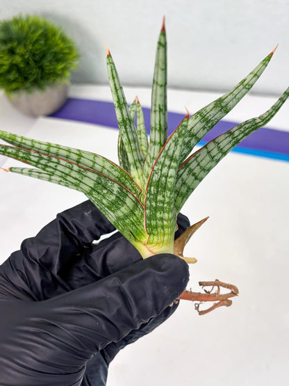 Sansevieria Mandalika (Ha1) (8) | Imported hybrids