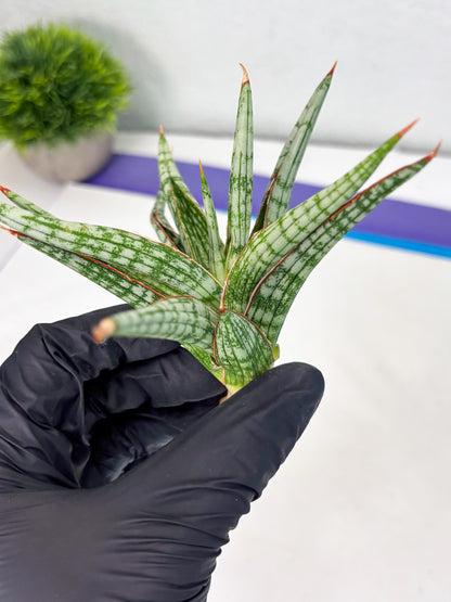 Sansevieria Mandalika (Ha1) (8) | Imported hybrids