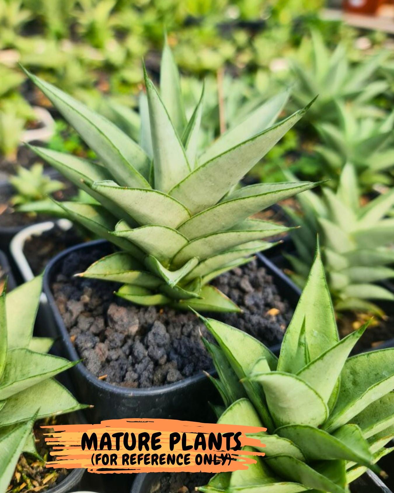 Sansevieria Silver Queen (ba4) (9) | Darf hybrid