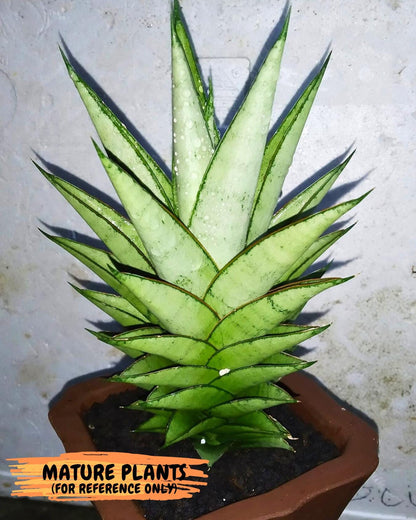 Sansevieria Silver Queen (ba4) (9) | Darf hybrid