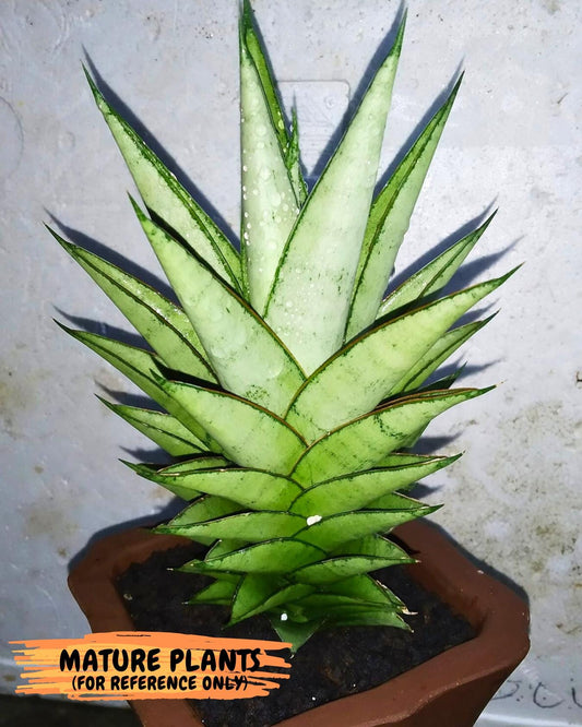 Sansevieria Silver Queen (Ha1) (7) | Imported hybrids