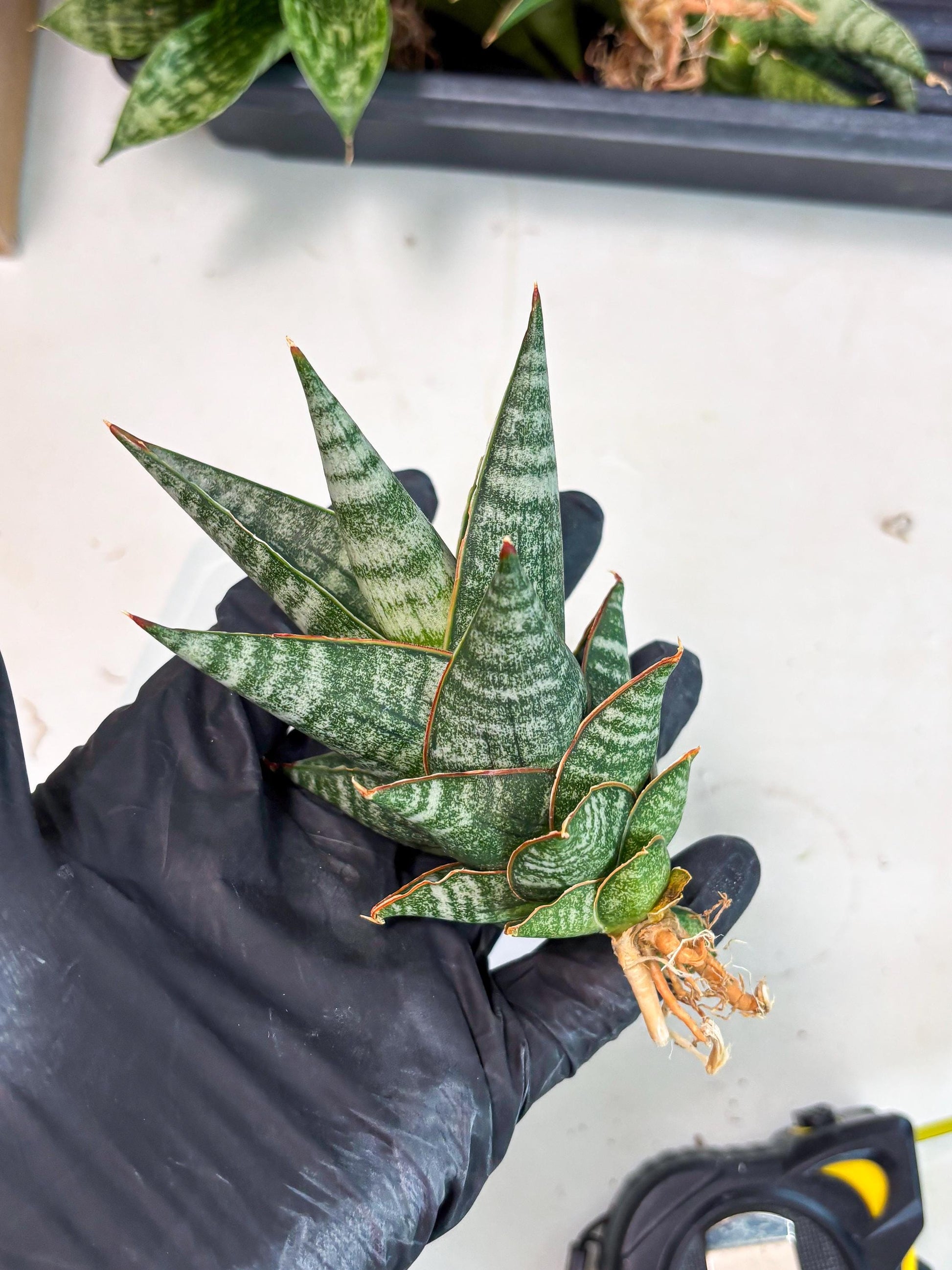 sansevieria Zelora (Ha1) (11) | Imported hybrids