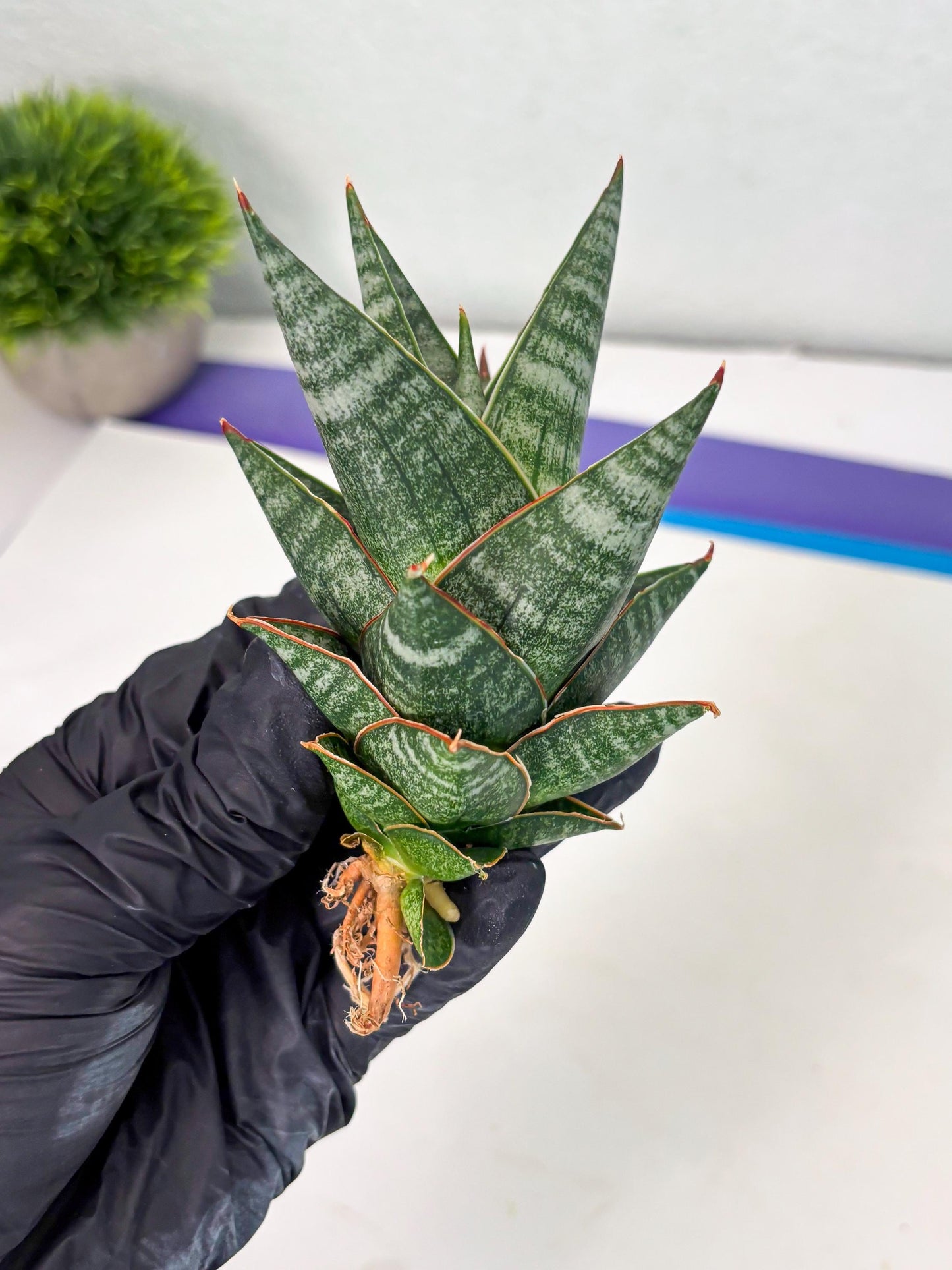 sansevieria Zelora (Ha1) (11) | Imported hybrids
