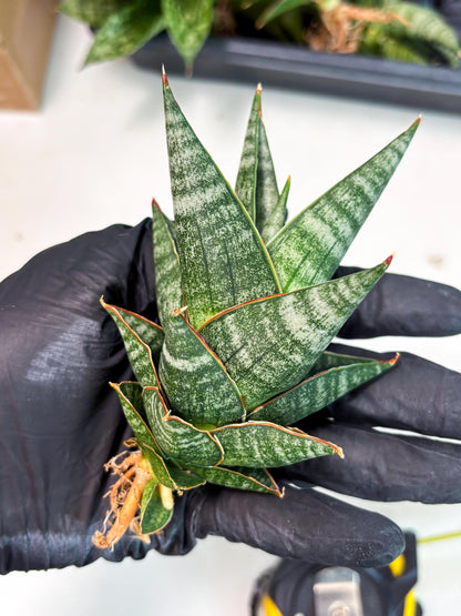 sansevieria Zelora (Ha1) (11) | Imported hybrids