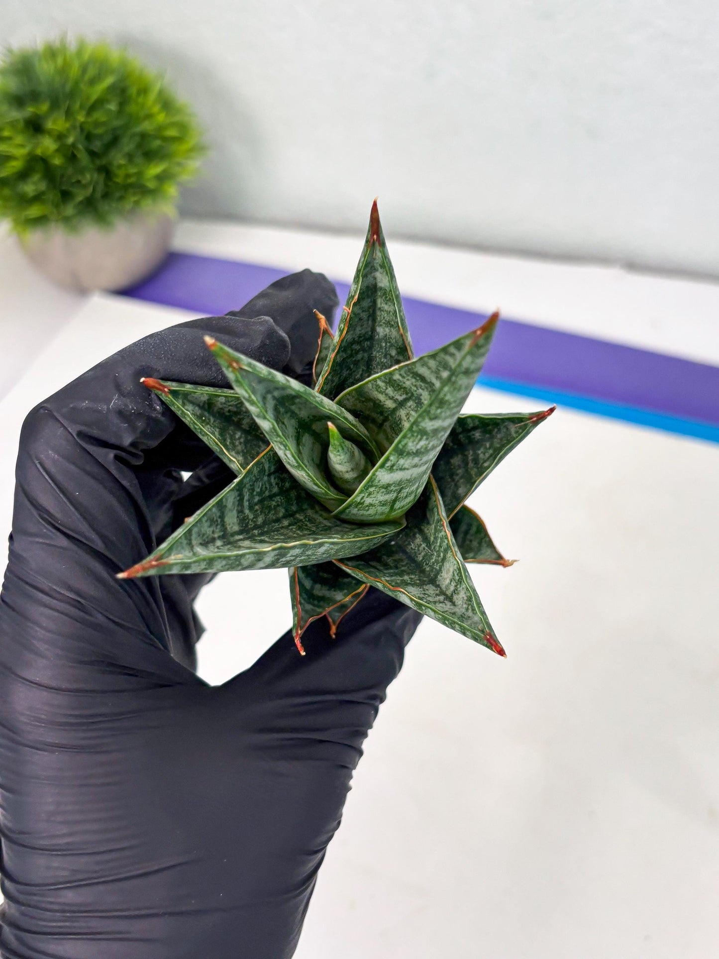 sansevieria Zelora (Ha1) (11) | Imported hybrids