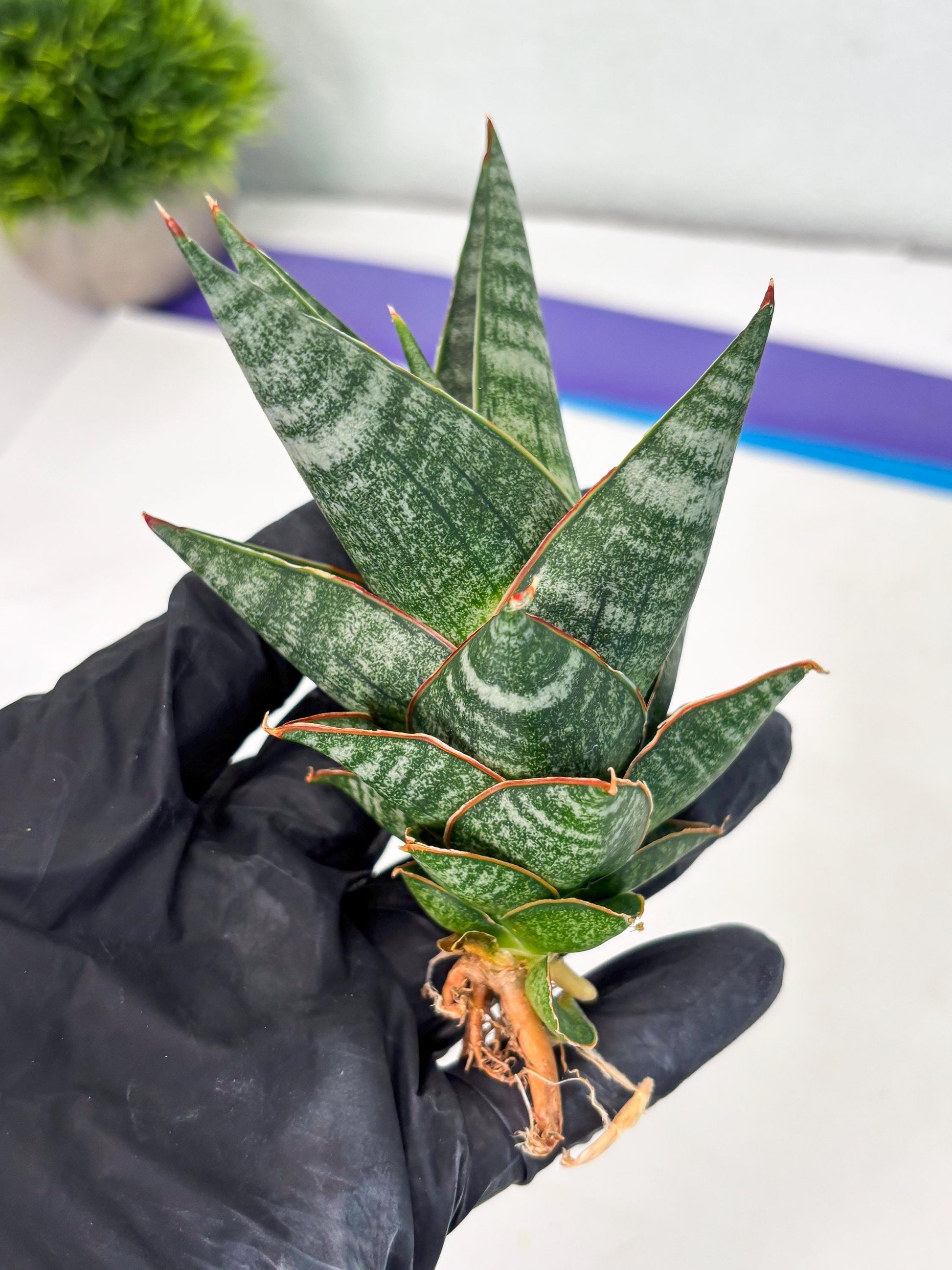 sansevieria Zelora (Ha1) (11) | Imported hybrids