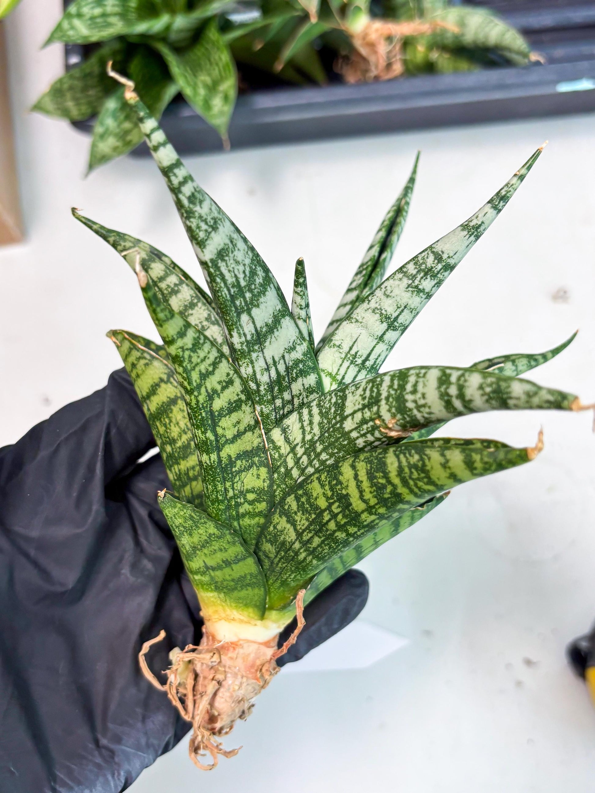 Sansevieria Mosar (Ha1) (12) | Imported hybrids
