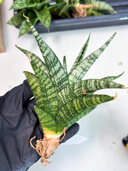 Sansevieria Mosar (Ha1) (12) | Imported hybrids