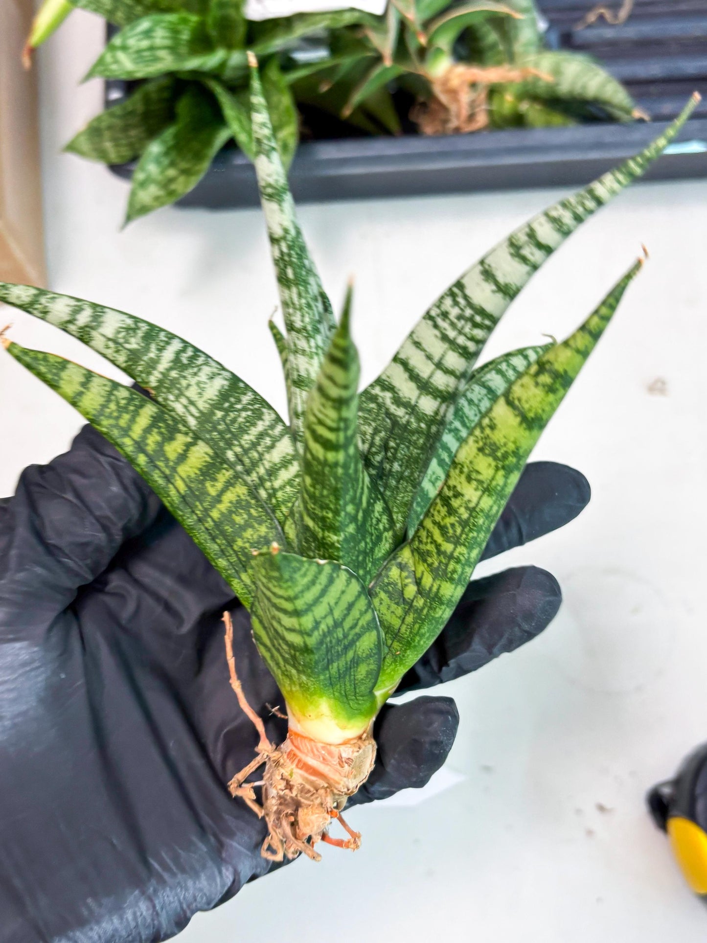 Sansevieria Mosar (Ha1) (12) | Imported hybrids