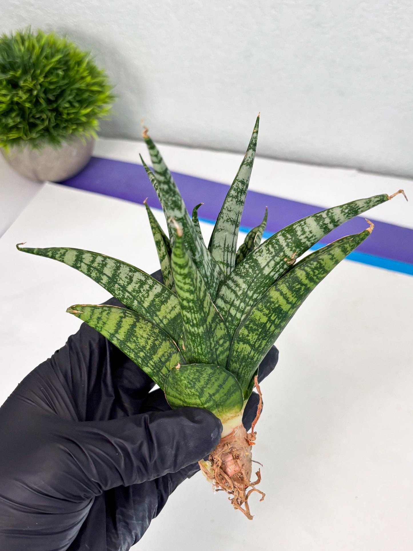 Sansevieria Mosar (Ha1) (12) | Imported hybrids