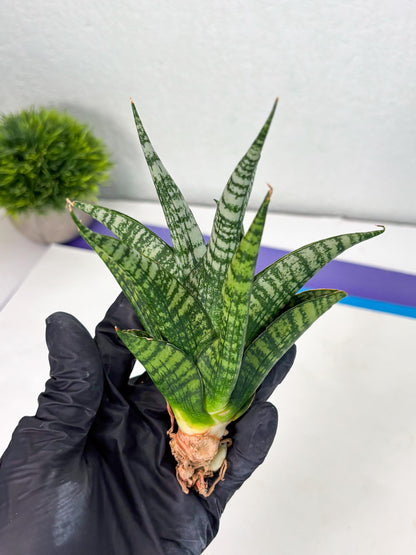 Sansevieria Mosar (Ha1) (12) | Imported hybrids