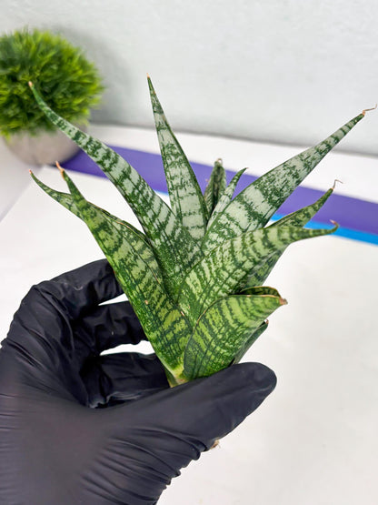 Sansevieria Mosar (Ha1) (12) | Imported hybrids
