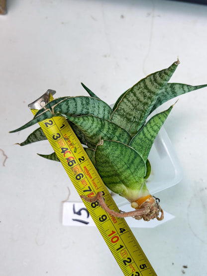 Sansevieria Rubicon (Ha1) (15) | Imported hybrids