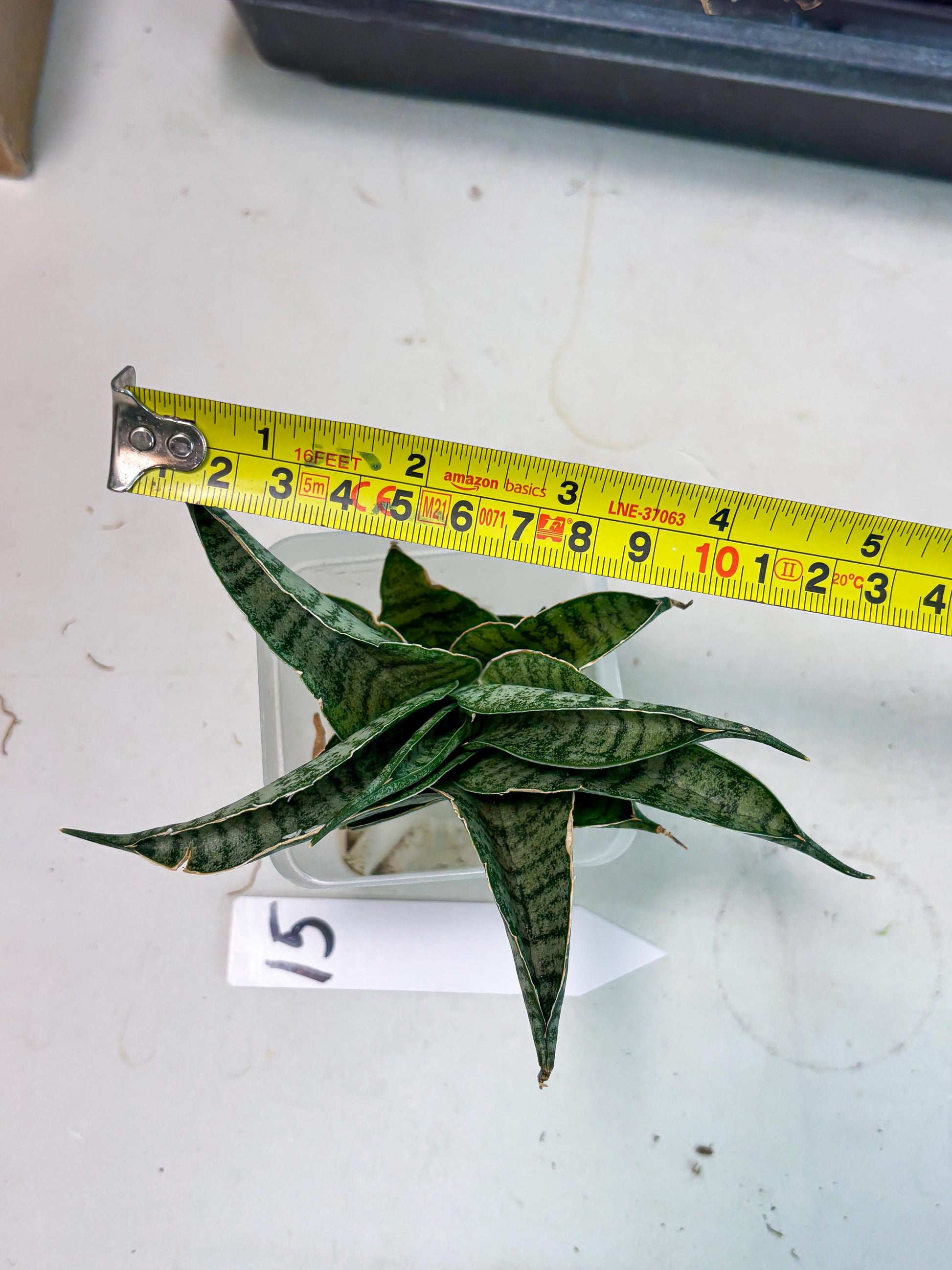 Sansevieria Rubicon (Ha1) (15) | Imported hybrids