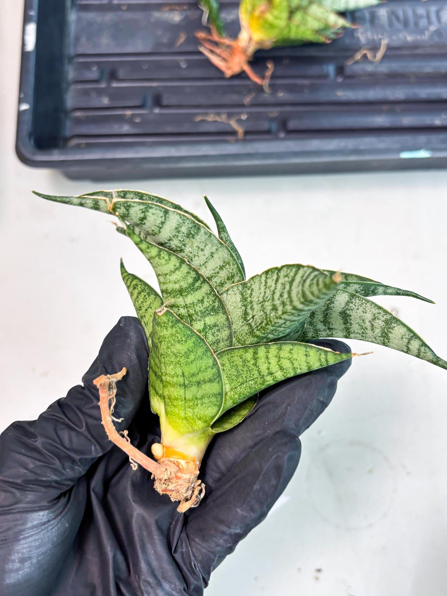 Sansevieria Rubicon (Ha1) (15) | Imported hybrids